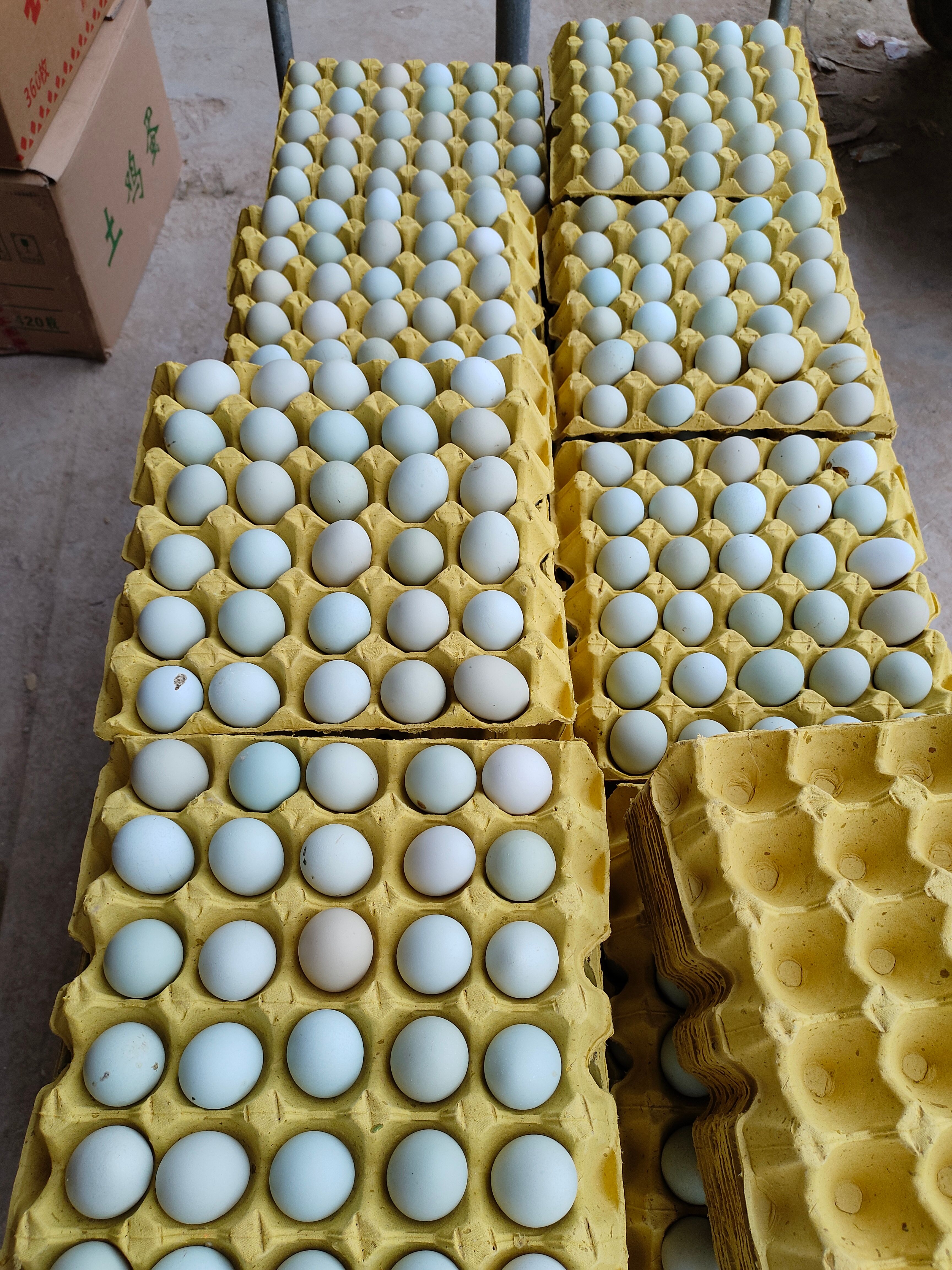 480枚绿壳蛋（大绿）   农场现捡现发   量大从优